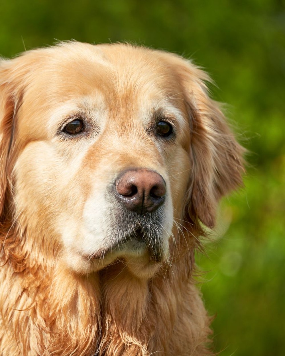 Illustrative original pet photo used for comparison